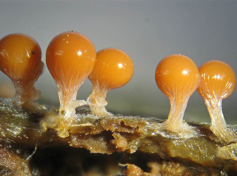 Trichia decipiens olivacea